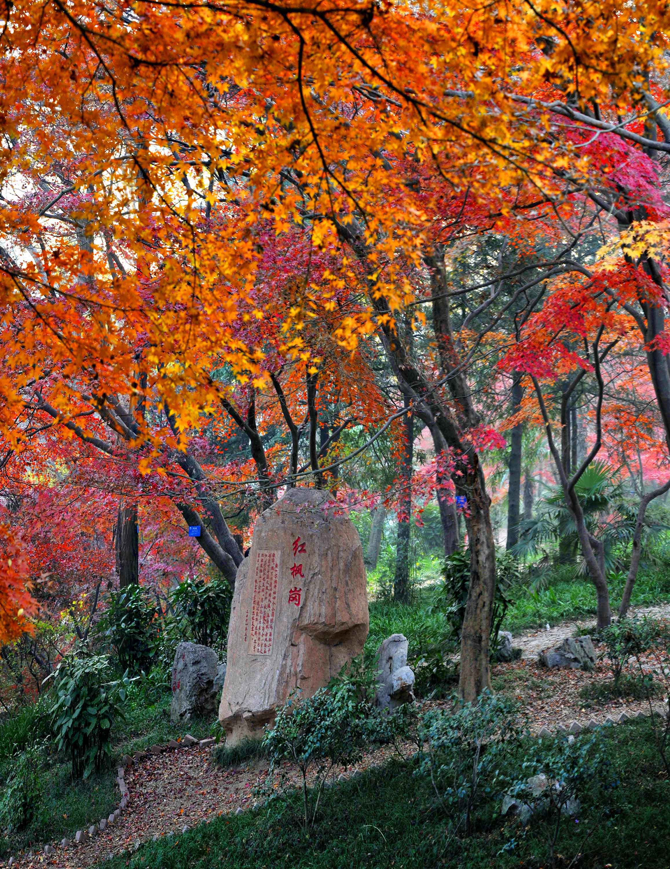 红枫岗1.jpg