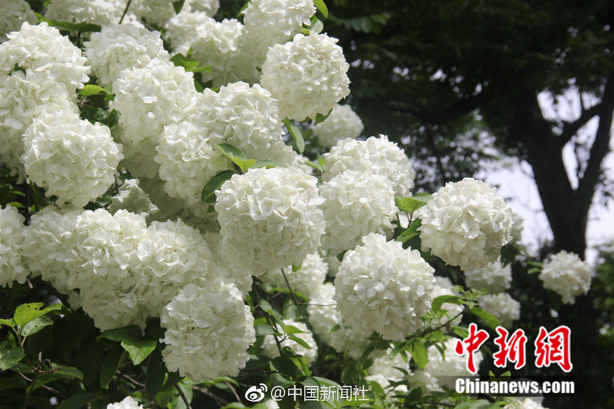 d6d6719bly1fqi9eupdx8j21kw11xe81.jpg