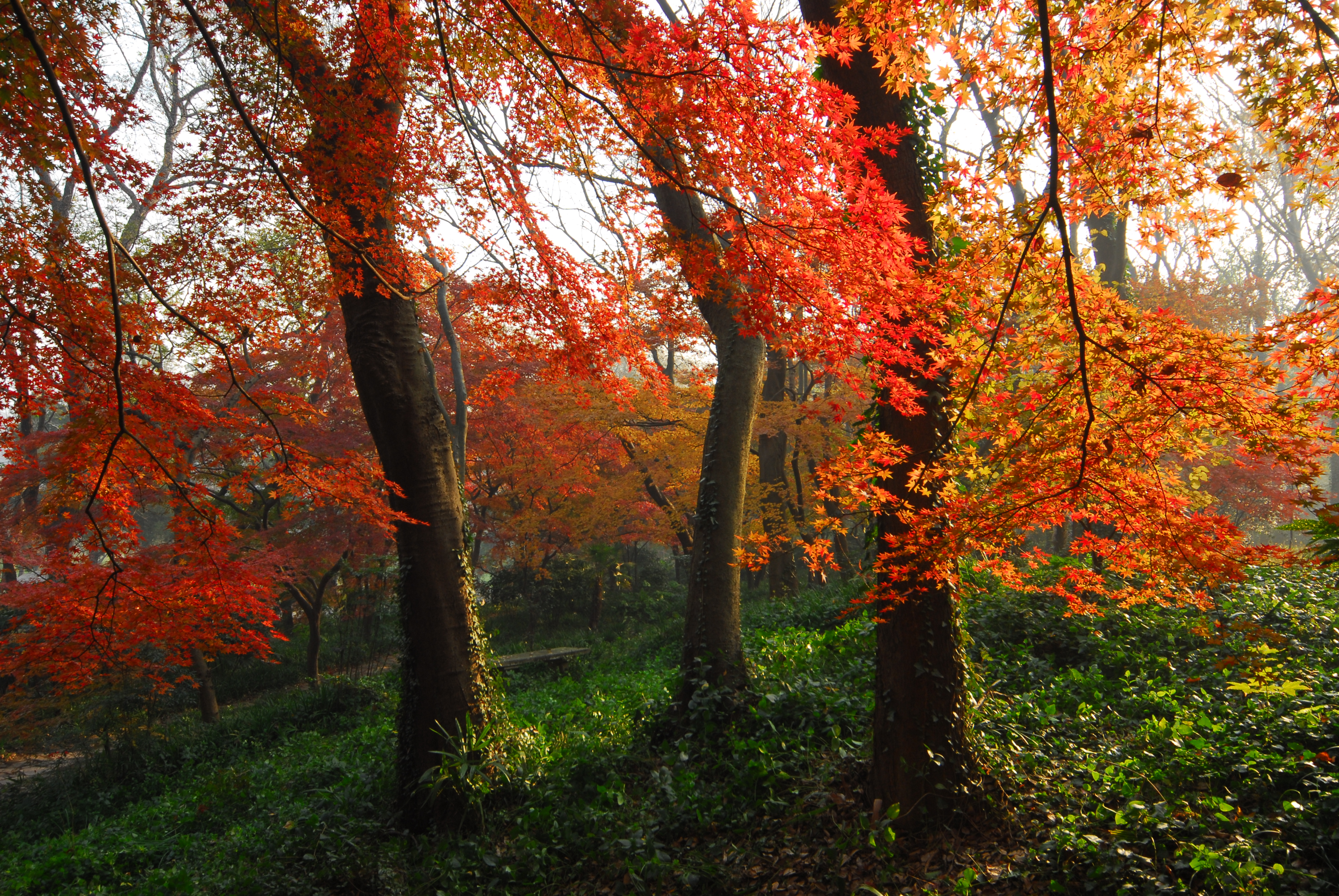 红枫岗.JPG