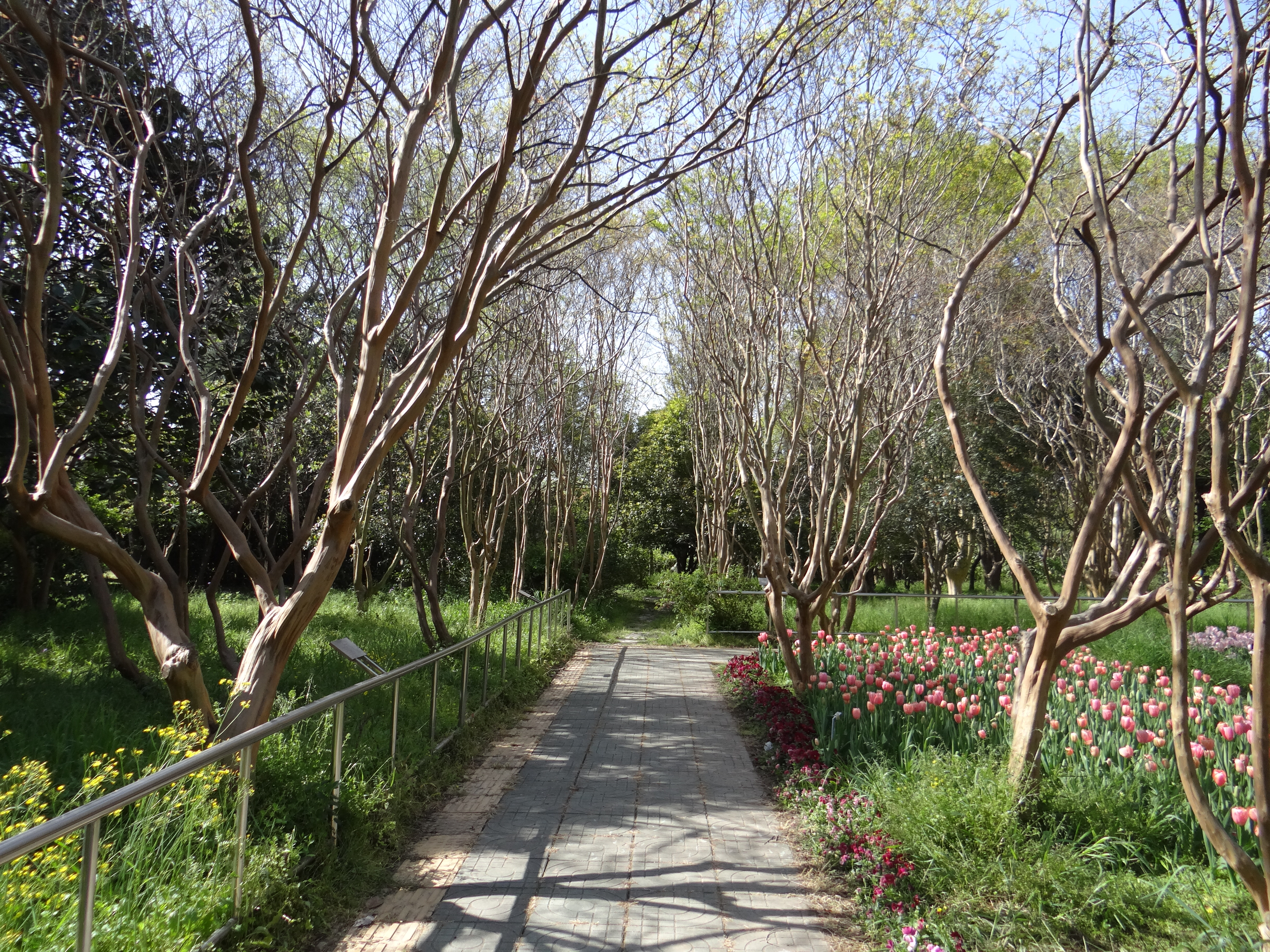 盲人植物园-道路.JPG
