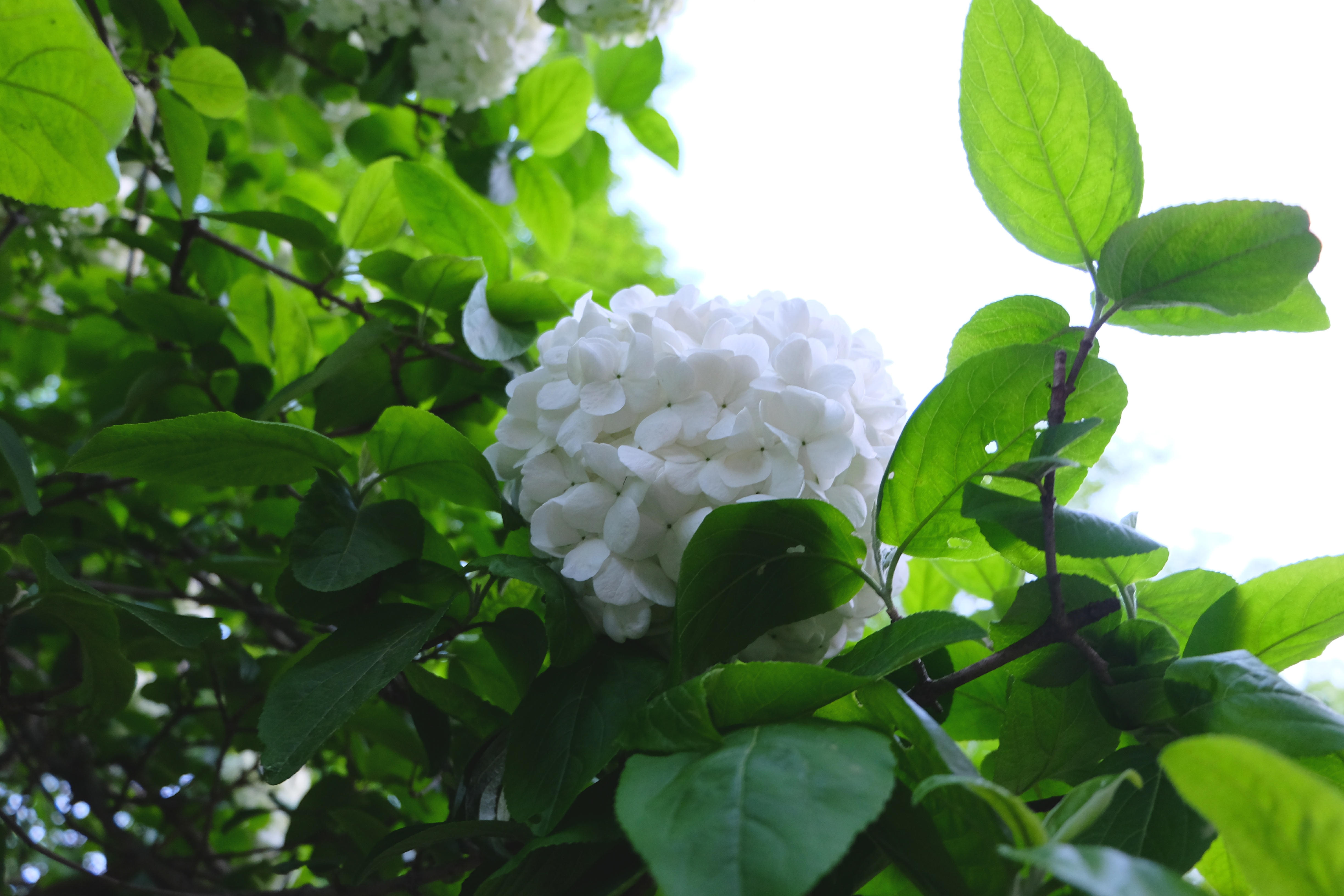 王玮琳-绣球花-2.jpg