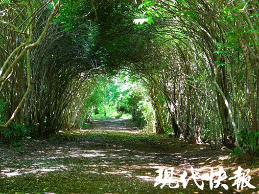 【现代快报】快去打卡！南京中山植物园“爱情隧道”即将繁花如雪