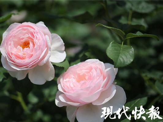 【现代快报】真不忍心告诉你，这些年你收到的大都是“假玫瑰”