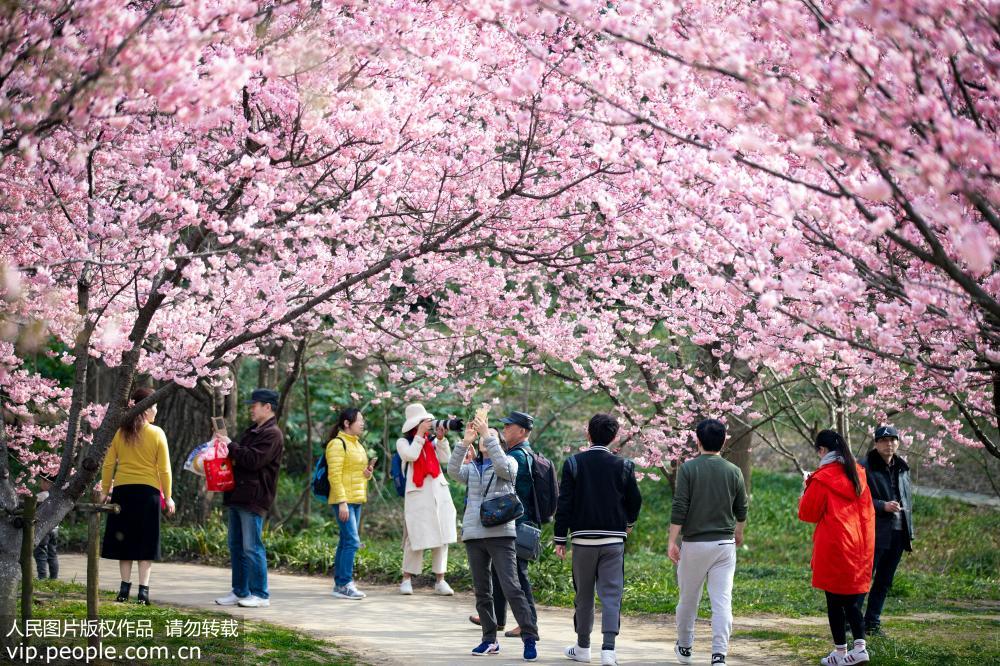 【人民网】南京：樱花烂漫醉游人
