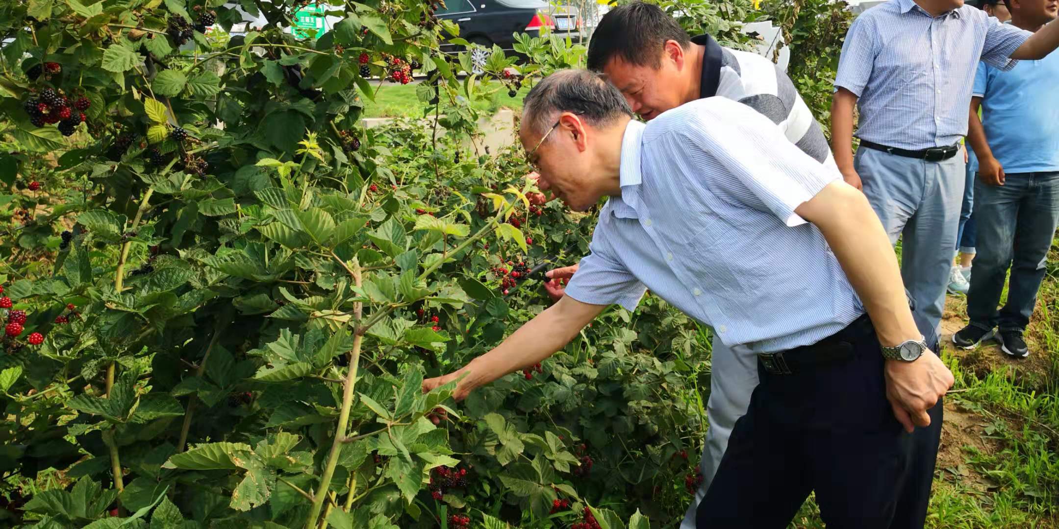 主题教育调研中山杉4.jpg