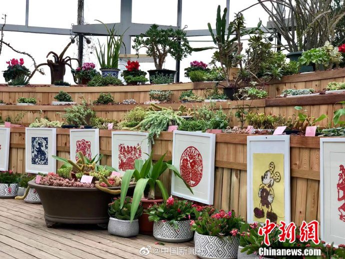 【中国新闻社】鼠尾草、老鼠愁、千年老鼠屎……[喵喵]植物界的“鼠”你认识几种？