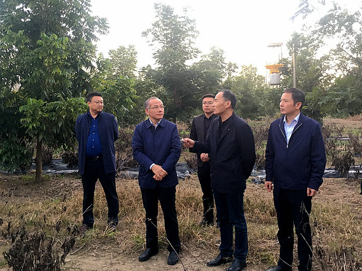考察木本油料高效栽培示范项目进展_副本.jpg