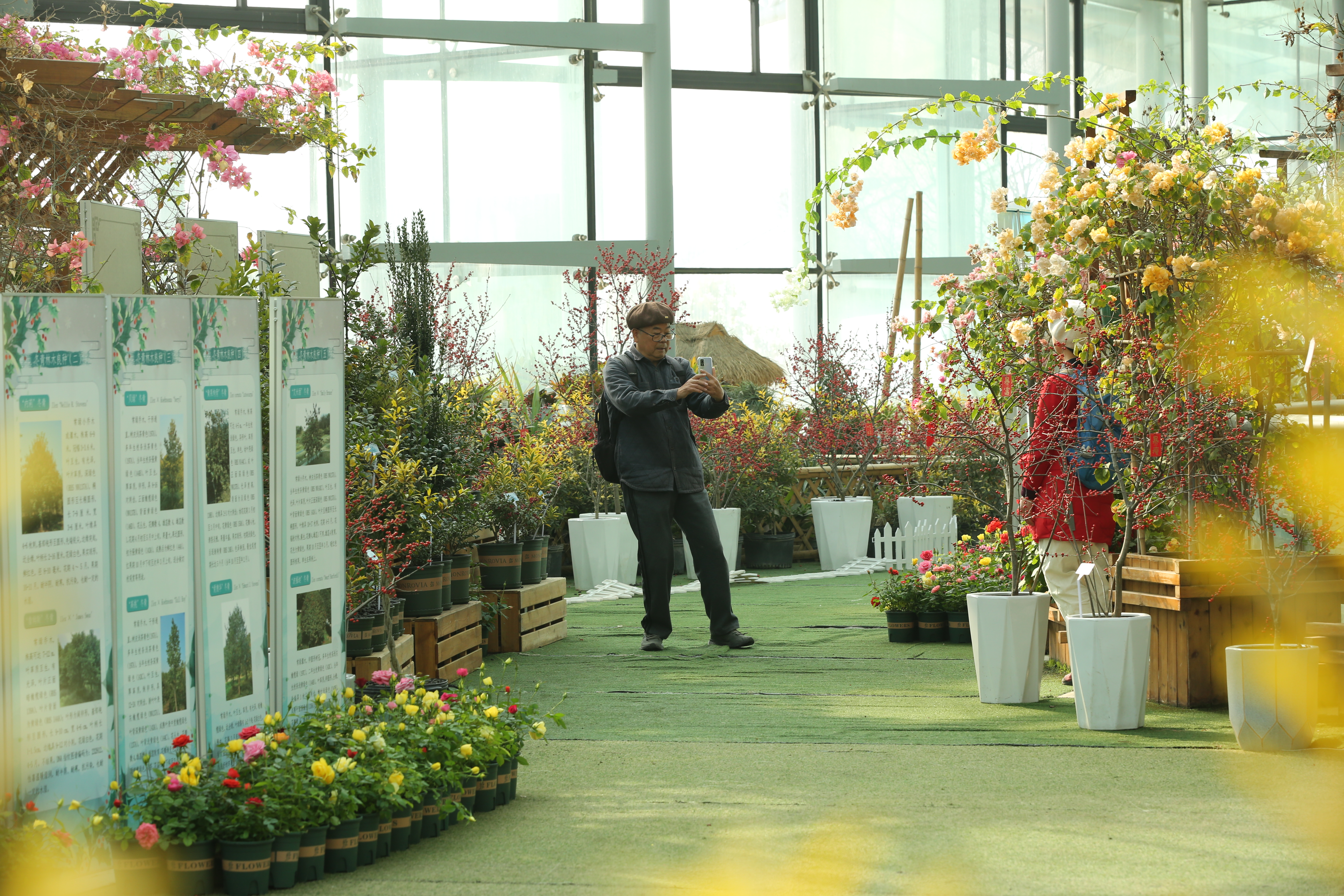 南京中山植物园第二届冬青展