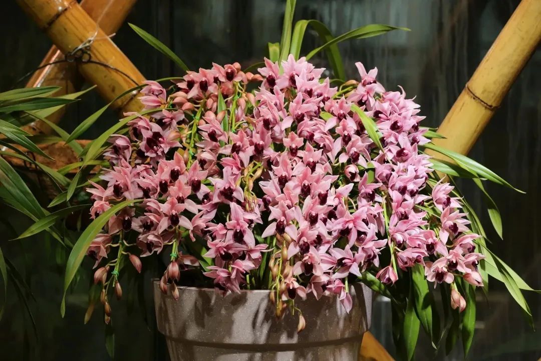 中山兰语——第三届南京中山植物园兰花展暨兰花书画艺术邀请展