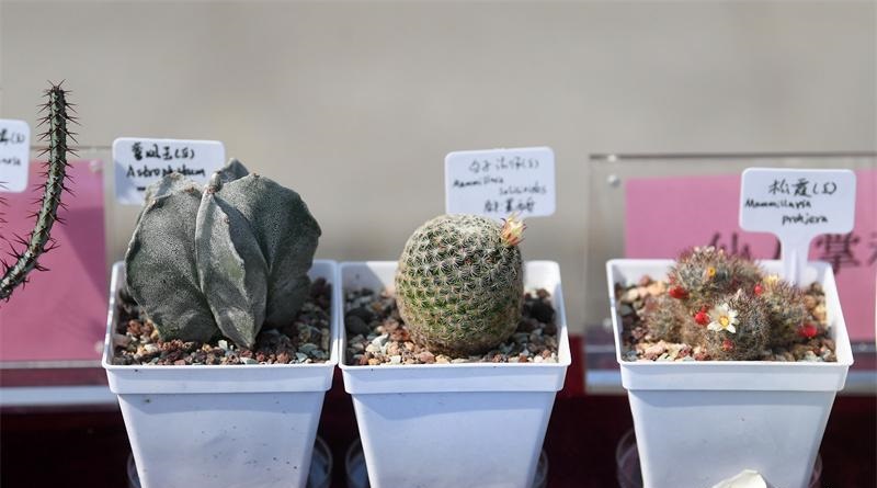 南京中山植物园近期展览及讲座预告