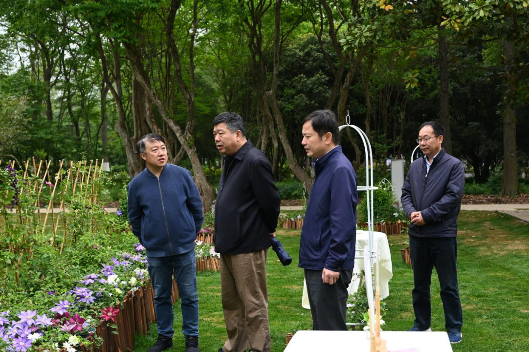 所领导调研指导铁线莲花展