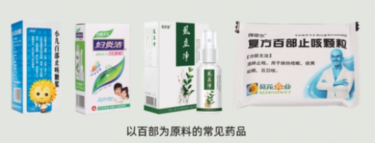 魅力中草药——大百部