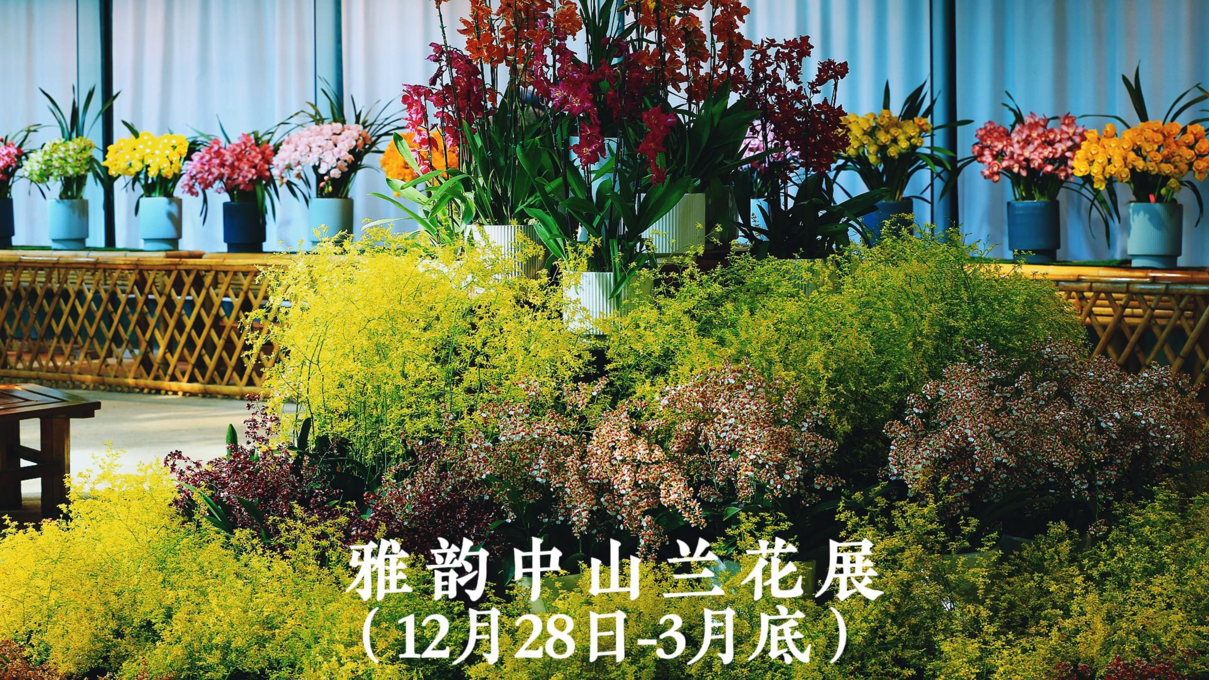 雅韵中山兰花展来啦！