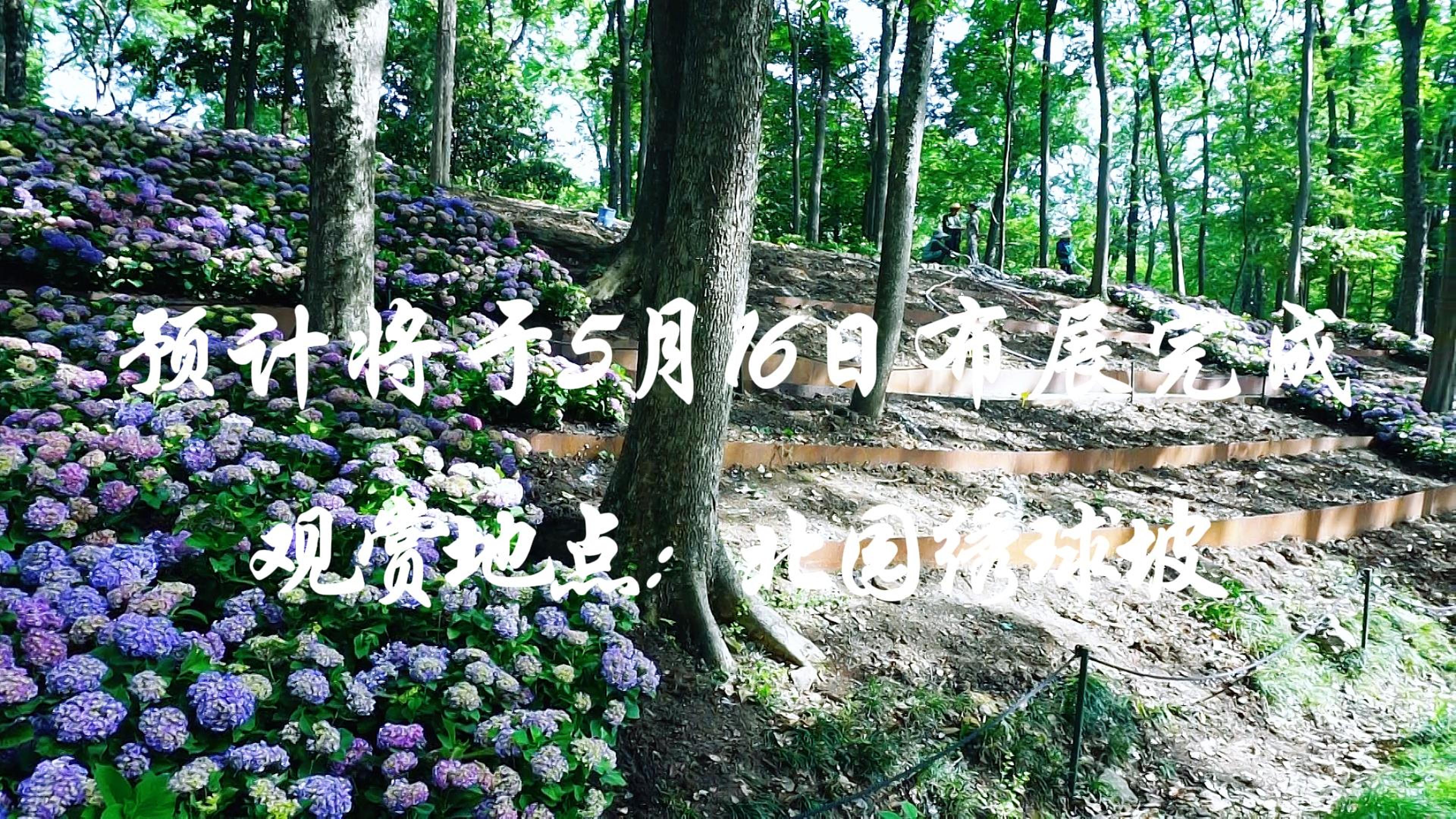 绣球坡开始布展了