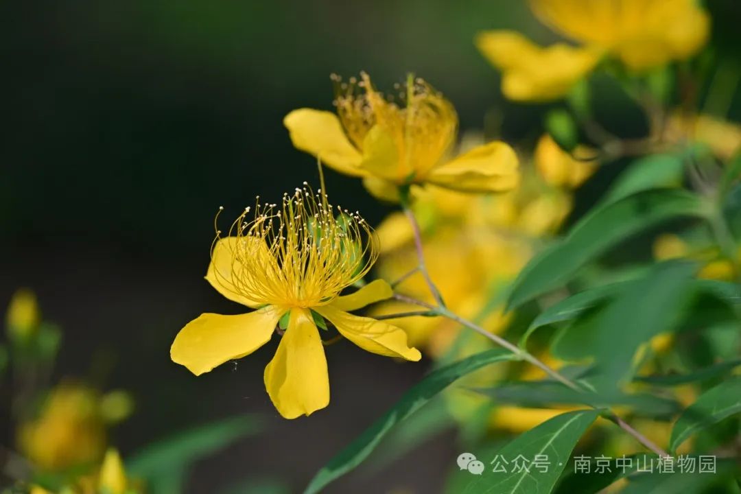 夏日仙子——金丝桃