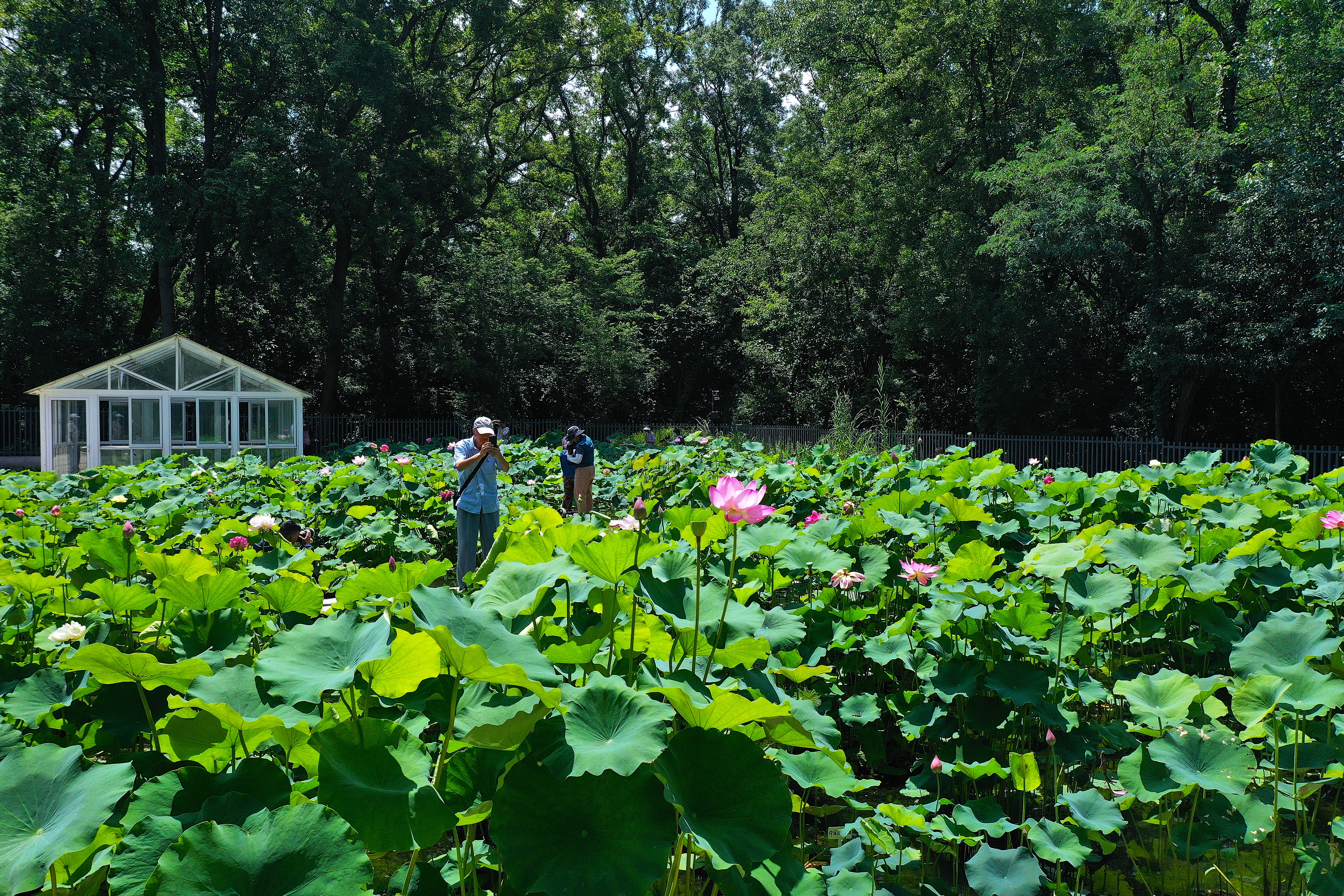 夏日水生植物园