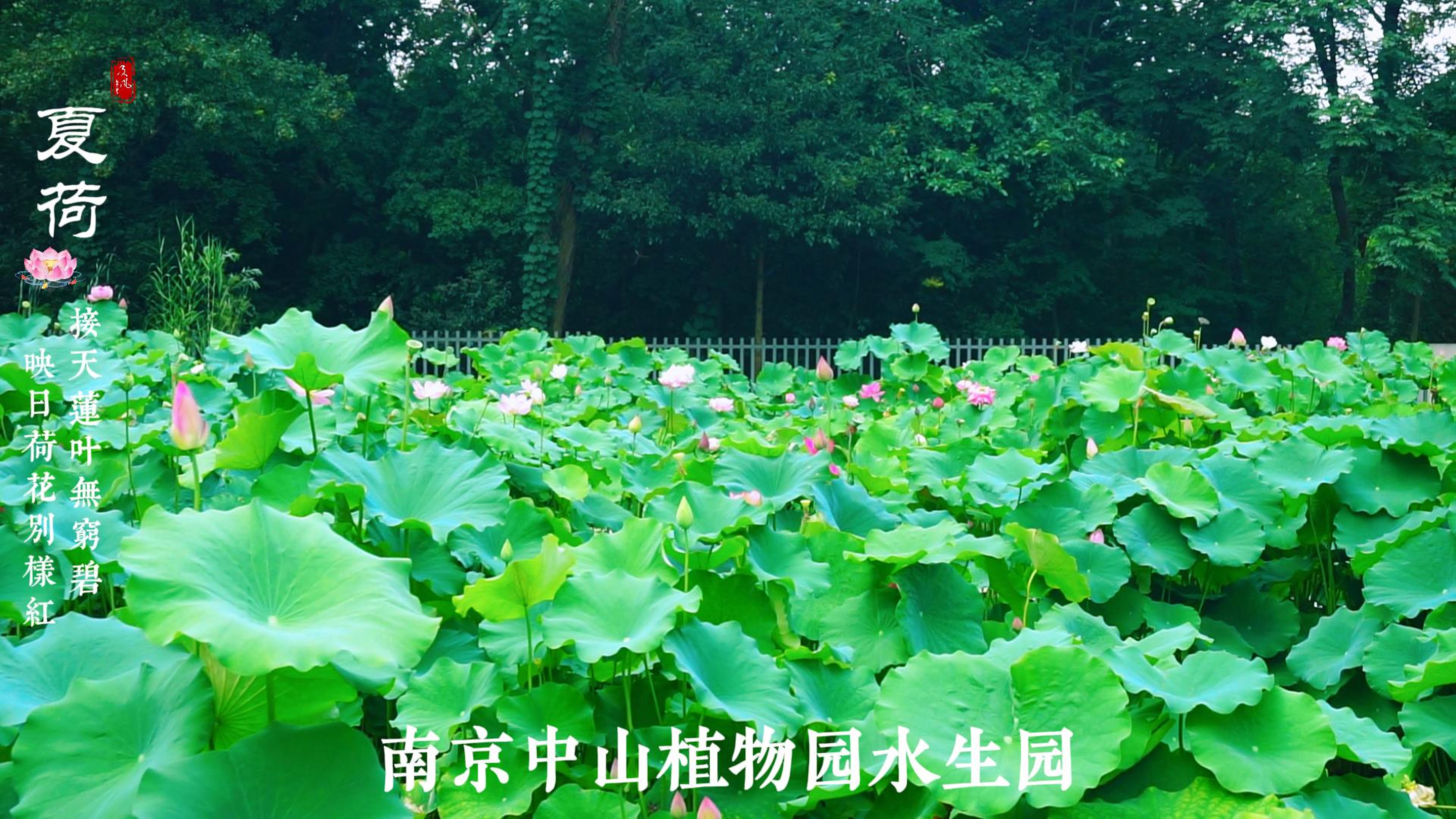 荷风夏韵